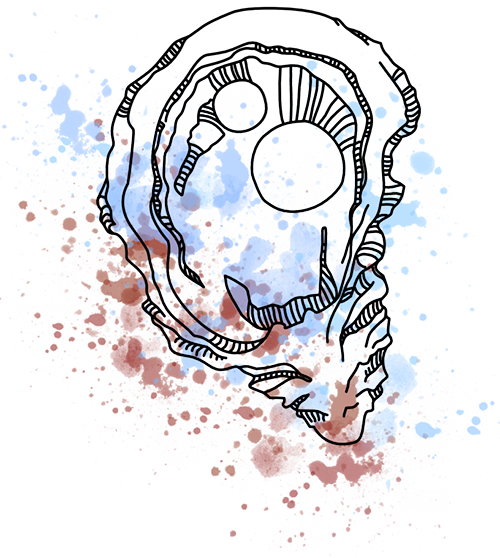 An illustration of a oyster done in water color and ink.