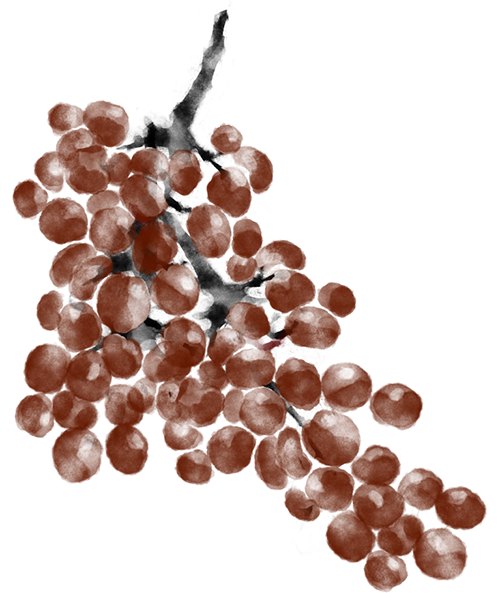 Red grapes on a vine.