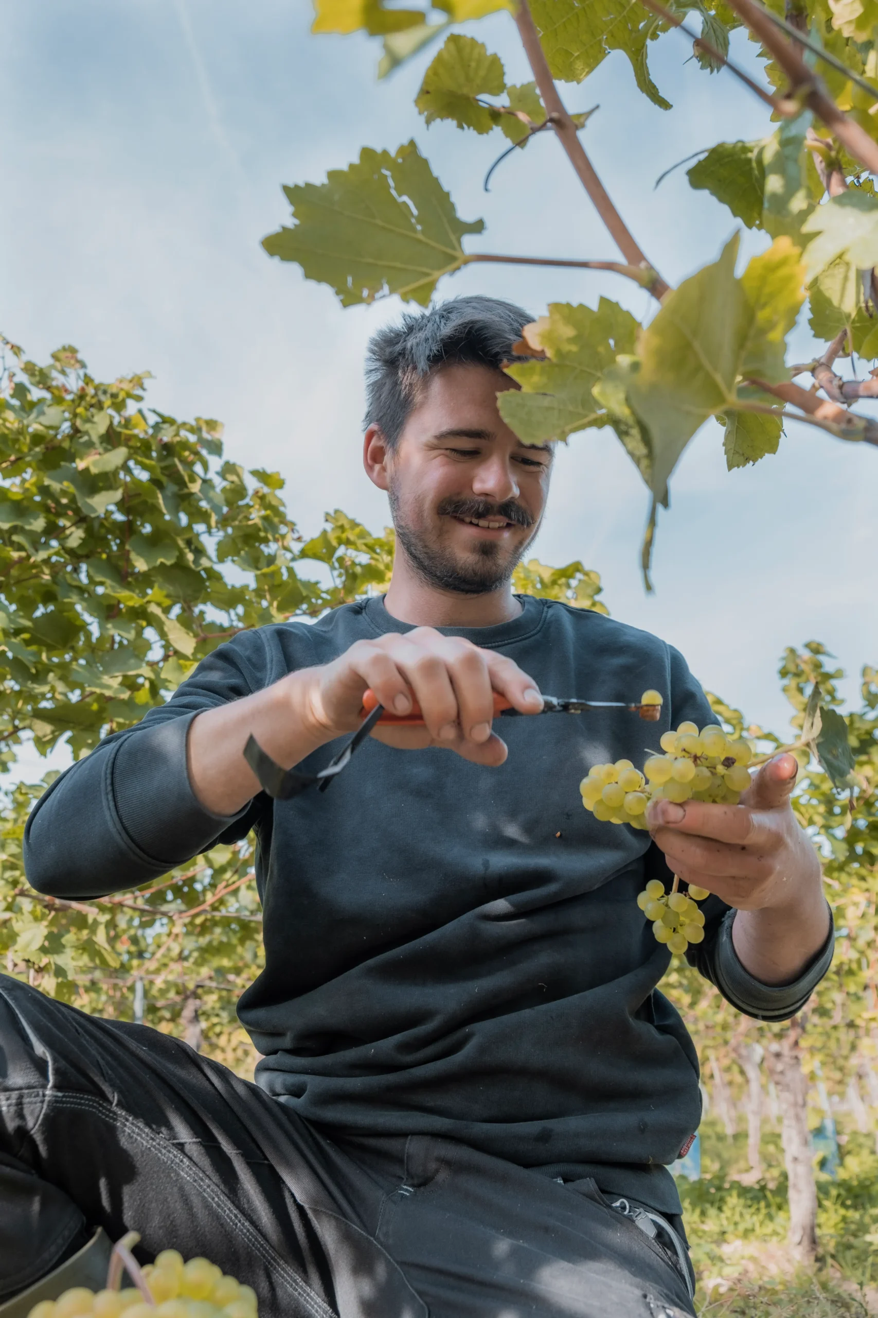 Image with Johannes Gröhl, the winemaker from Gröhl winery in Germany, checking his grapes in the wineyard a sunny day. Utvalt vin direkt hem till dörren | Belle Maison