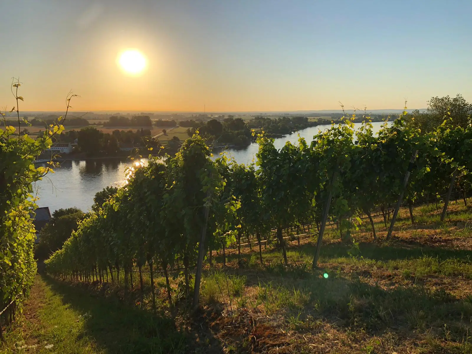 Image with Johannes Gröhl's wineyard in the sunset in Germany. Utvalt vin direkt hem till dörren | Belle Maison