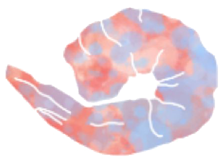Test image on illustration of shrimp, also placeholder during site mockup work.