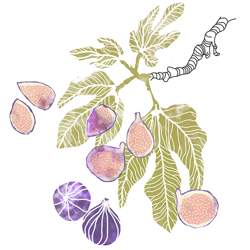 Illustration of a fig branch with figs.